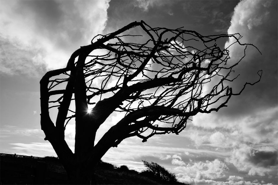 black & white photo of bronze tree