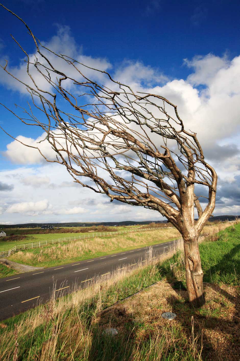 photo of bronze tree with road in the background