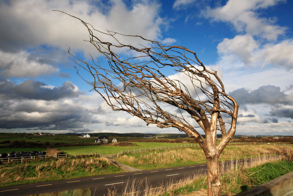 photo of bronze tree