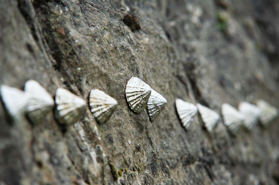 photo of sliver limpets stuck to a wall