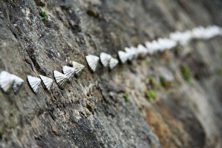 photo of sliver limpets stuck to a wall