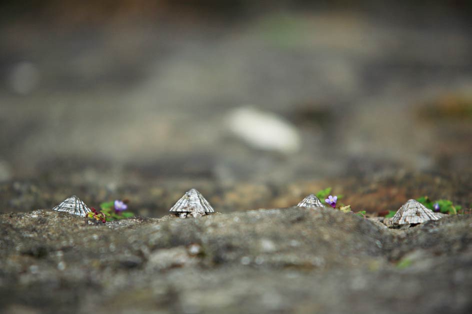 photo of sliver limpets stuck to a wall