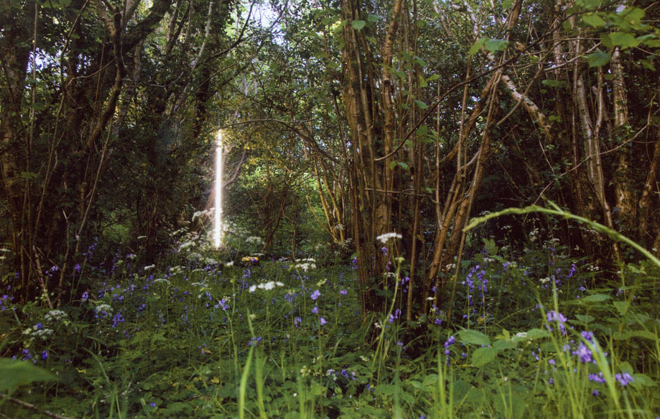 forest scape with electric light centered