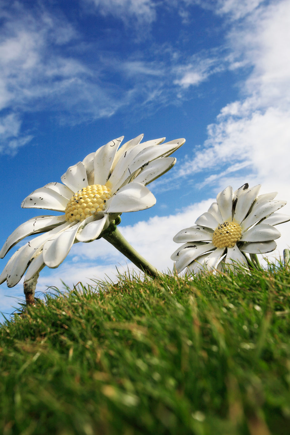 photo of the Daisys